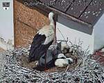 Capi_Dubne_20250618_104502.jpg