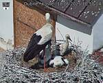 Capi_Dubne_20250618_105004.jpg