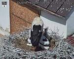 Capi_Dubne_20250618_110502.jpg