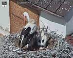 Capi_Dubne_20250618_113003.jpg