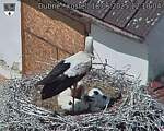 Capi_Dubne_20250618_121004.jpg