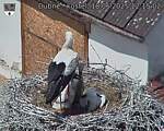 Capi_Dubne_20250618_121502.jpg