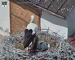 Capi_Dubne_20250618_122003.jpg
