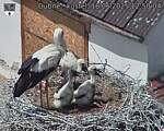 Capi_Dubne_20250618_125004.jpg