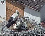 Capi_Dubne_20250618_130003.jpg