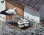 Capi_Dubne_20250618_130504.jpg