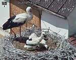 Capi_Dubne_20250618_131002.jpg