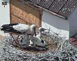 Capi_Dubne_20250618_132502.jpg