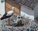 Capi_Dubne_20250618_133003.jpg