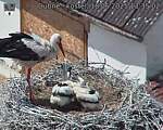 Capi_Dubne_20250618_133502.jpg