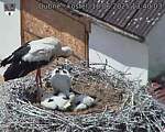 Capi_Dubne_20250618_134003.jpg