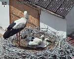 Capi_Dubne_20250618_135004.jpg