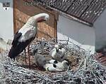 Capi_Dubne_20250618_135502.jpg