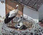 Capi_Dubne_20250618_140003.jpg