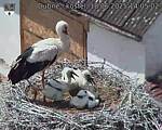 Capi_Dubne_20250618_140502.jpg