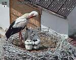Capi_Dubne_20250618_141003.jpg