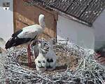 Capi_Dubne_20250618_141502.jpg