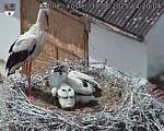 Capi_Dubne_20250618_142004.jpg
