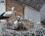 Capi_Dubne_20250618_142502.jpg