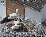 Capi_Dubne_20250618_143003.jpg