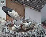 Capi_Dubne_20250618_144004.jpg