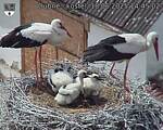 Capi_Dubne_20250618_144502.jpg