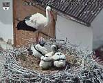 Capi_Dubne_20250618_145502.jpg