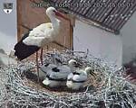 Capi_Dubne_20250618_150003.jpg