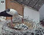 Capi_Dubne_20250618_151002.jpg
