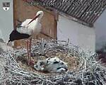 Capi_Dubne_20250618_151502.jpg