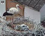 Capi_Dubne_20250618_152002.jpg