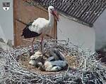 Capi_Dubne_20250618_153002.jpg