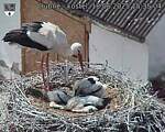 Capi_Dubne_20250618_153504.jpg