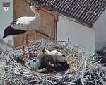 Capi_Dubne_20250618_155003.jpg