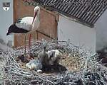 Capi_Dubne_20250618_155502.jpg