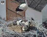 Capi_Dubne_20250618_161502.jpg