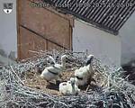 Capi_Dubne_20250618_162004.jpg