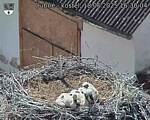Capi_Dubne_20250618_163004.jpg