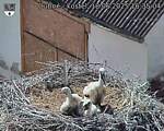 Capi_Dubne_20250618_163504.jpg