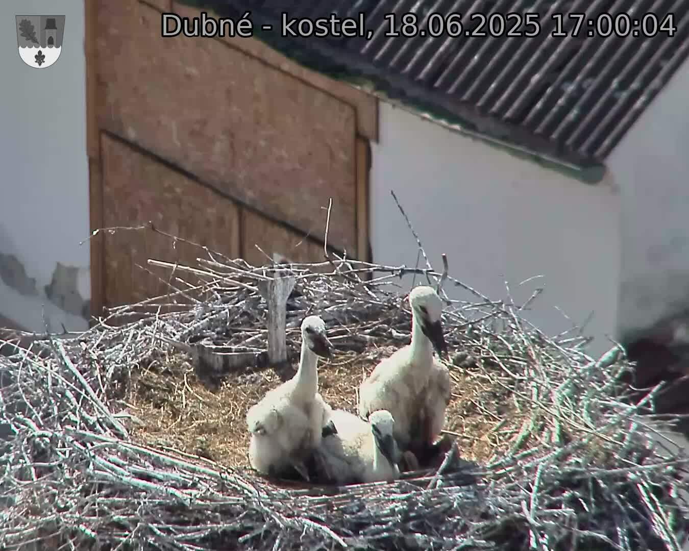 Capi_Dubne_20250618_170004.jpg (1350 x 1080)