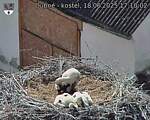 Capi_Dubne_20250618_171002.jpg