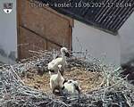 Capi_Dubne_20250618_172004.jpg