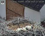 Capi_Dubne_20250618_175504.jpg