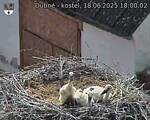 Capi_Dubne_20250618_180002.jpg
