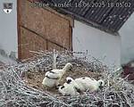 Capi_Dubne_20250618_180502.jpg
