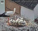 Capi_Dubne_20250618_181502.jpg