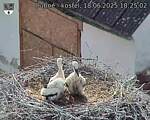 Capi_Dubne_20250618_182502.jpg