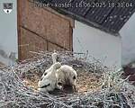 Capi_Dubne_20250618_183004.jpg