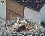 Capi_Dubne_20250618_183503.jpg