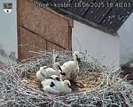 Capi_Dubne_20250618_184003.jpg